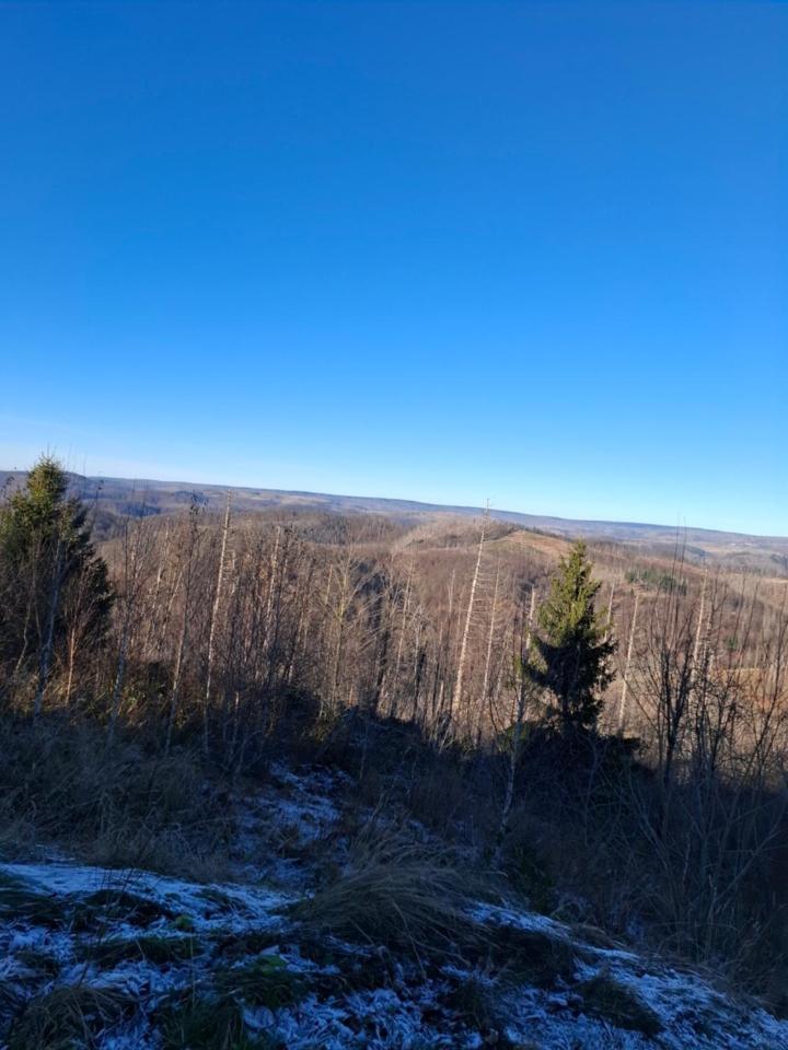 Hochwald Appartement Bad Sachsa Dış mekan fotoğraf