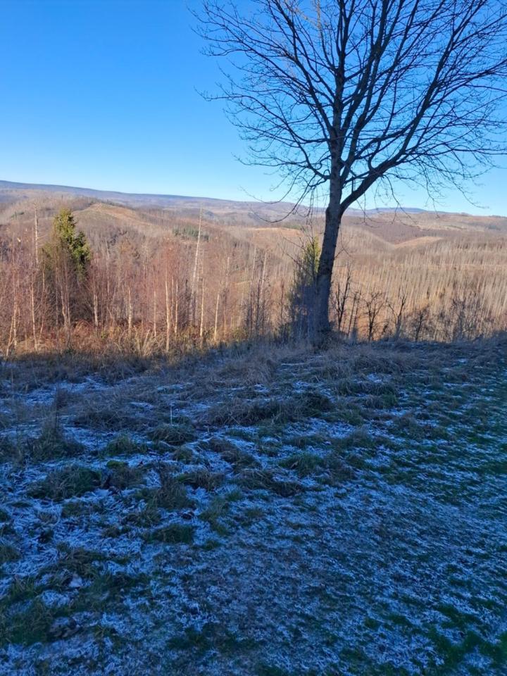 Hochwald Appartement Bad Sachsa Dış mekan fotoğraf